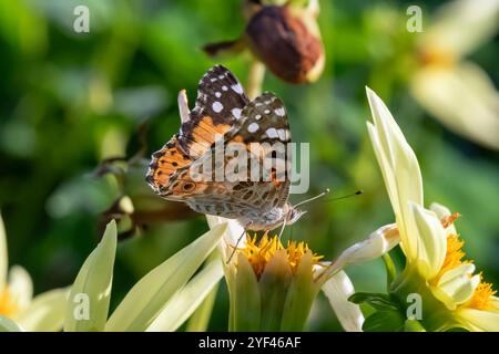 Nancy, Frankreich - Blick auf einen Schmetterling Vanessa cardui auf der Suche nach einer gelben Dahlienblume. Stockfoto