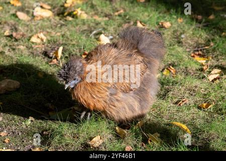 Nancy, Frankreich - Blick auf eine weibliche Seide in einem Hühnerstall in einem Park in der Stadt Nancy. Stockfoto