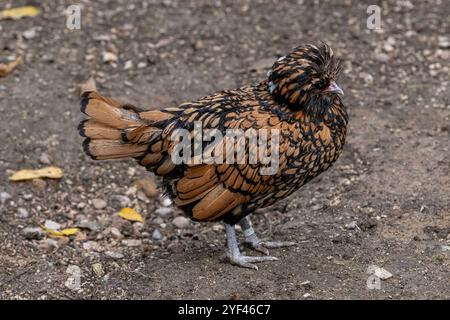 Nancy, Frankreich - Blick auf ein weibliches Padovana-Huhn in einem Hühnerstall in einem Park in der Stadt Nancy. Stockfoto