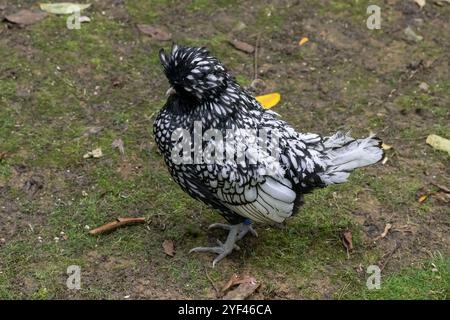 Nancy, Frankreich - Blick auf ein weibliches Padovana-Huhn in einem Hühnerstall in einem Park in der Stadt Nancy. Stockfoto