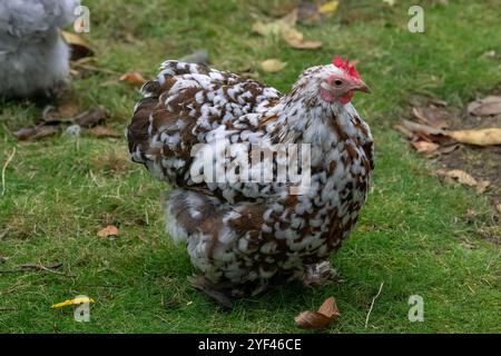 Nancy, Frankreich - Blick auf eine weibliche Pekin Bantam in einem Hühnerstall in einem Park in der Stadt Nancy. Stockfoto