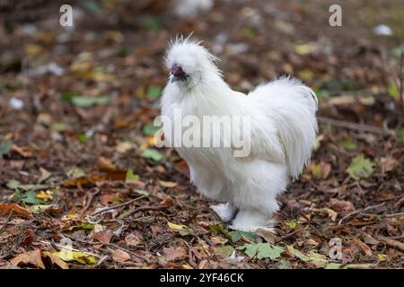 Nancy, Frankreich - Blick auf eine männliche Seide in einem Hühnerstall in einem Park in der Stadt Nancy. Stockfoto