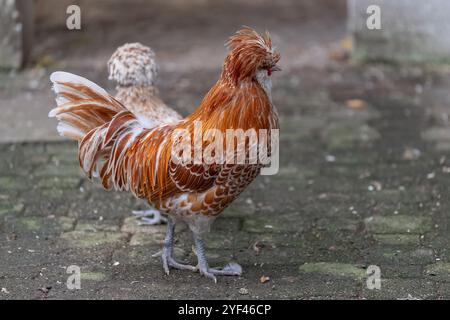 Nancy, Frankreich - Blick auf ein männliches Padovana-Huhn in einem Hühnerstall in einem Park in der Stadt Nancy. Stockfoto