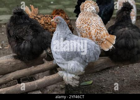 Nancy, Frankreich - Blick auf eine weibliche Pekin Bantam in einem Hühnerstall in einem Park in der Stadt Nancy. Stockfoto