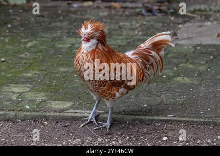 Nancy, Frankreich - Blick auf ein männliches Padovana-Huhn in einem Hühnerstall in einem Park in der Stadt Nancy. Stockfoto