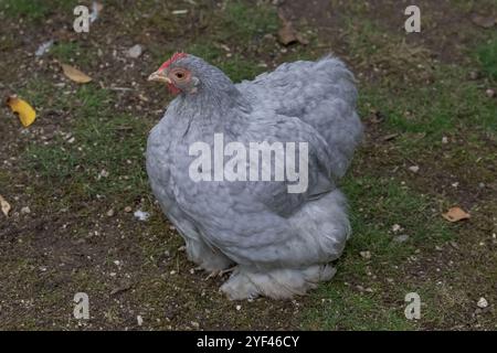 Nancy, Frankreich - Blick auf eine weibliche Pekin Bantam in einem Hühnerstall in einem Park in der Stadt Nancy. Stockfoto