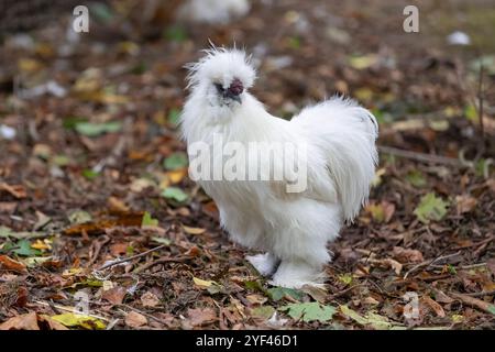 Nancy, Frankreich - Blick auf eine männliche Seide in einem Hühnerstall in einem Park in der Stadt Nancy. Stockfoto