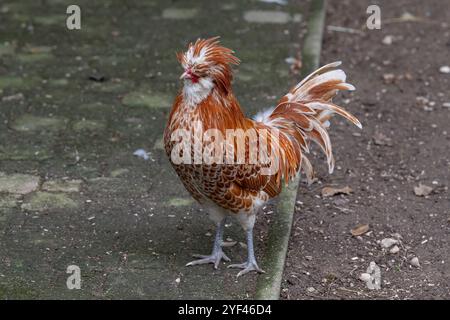 Nancy, Frankreich - Blick auf ein männliches Padovana-Huhn in einem Hühnerstall in einem Park in der Stadt Nancy. Stockfoto