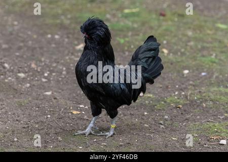 Nancy, Frankreich - Blick auf ein männliches Padovana-Huhn in einem Hühnerstall in einem Park in der Stadt Nancy. Stockfoto