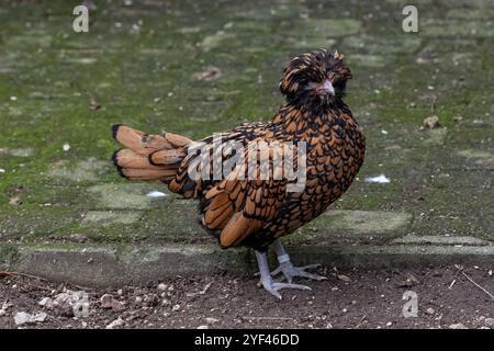 Nancy, Frankreich - Blick auf ein weibliches Padovana-Huhn in einem Hühnerstall in einem Park in der Stadt Nancy. Stockfoto