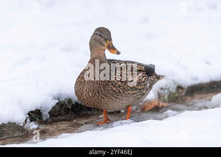 Nancy, Frankreich - Blick auf einen weiblichen Mallard an einem kleinen Bach in einem öffentlichen Park in Nancy mit Schnee. Stockfoto