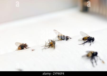 Fliegen hängen auf weißem Klebepapier für Fliegenfalle mit verschwommenem Küchenhintergrund. Stockfoto