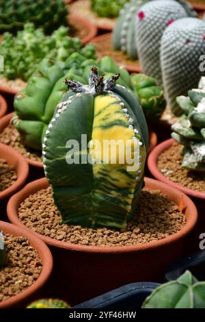 Seltenes Astrophytum myriostigma variegata in der offenen Kaktusfarm. Stockfoto