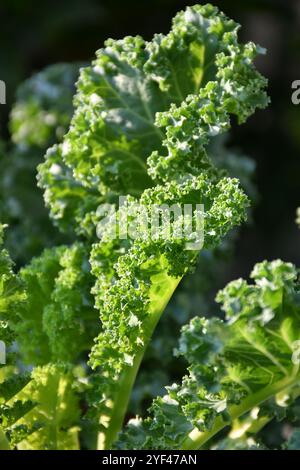 Frischer Grünkohl, Curl Leaf Grünkohl im Plantagenfeld. Stockfoto