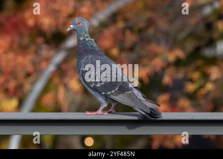 Nancy, Frankreich - Blick auf eine Felstaube, die auf einem Metallgeländer sitzt und einen Baum in Herbstfarben im Hintergrund hat. Stockfoto