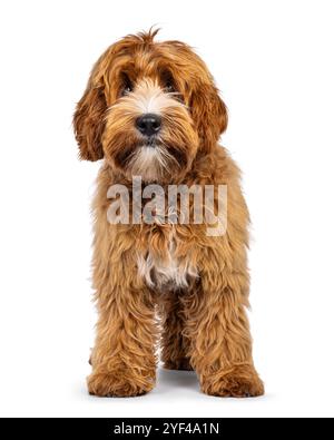 Entzückender junger Labradoodle-Hund mit weißen Flecken, stehend nach vorne. Blick auf die Kamera. Isoliert auf weißem Hintergrund. Stockfoto