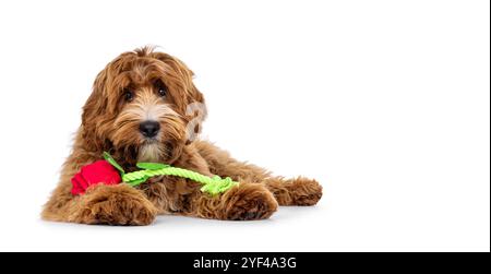 Entzückendes junges Labradoodle-Hündchen mit weißen Flecken, seitlich liegend mit roter Rose auf den Pfoten. Blick auf die Kamera. Isoliert auf einem weißen Rücken Stockfoto