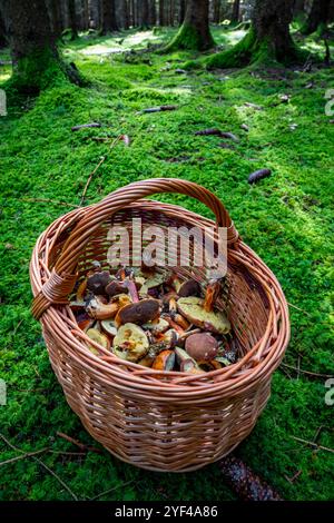 Ein Korb mit verschiedenen Pilzen steht mitten in einem Herbstwald. Die Szene fängt das Wesen der Pilzsuche bei einem wunderschönen Herbst ein Stockfoto