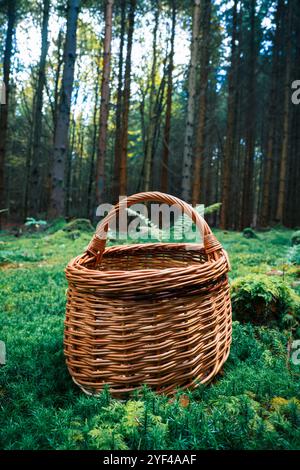 Ein Korb mit verschiedenen Pilzen steht mitten in einem Herbstwald. Die Szene fängt das Wesen der Pilzsuche bei einem wunderschönen Herbst ein Stockfoto