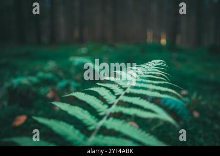 Ein Nahbild zeigt einen Farn in einem dunkelgrünen Wald. Die Szene zeigt eine sehr geringe Schärfentiefe, die die zarten Blätter des Farns hervorhebt Stockfoto