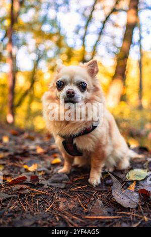 Ein charmanter Chihuahua posiert für ein Porträt in einem Herbstwald. Die Sonne scheint hell und unterstreicht die leuchtenden Herbstfarben rund um den Hund. Die Szene Stockfoto