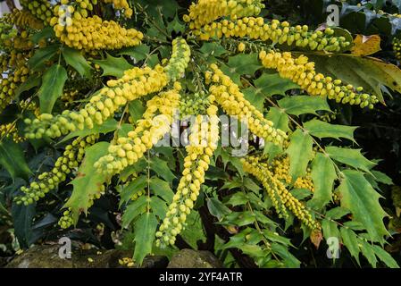 Haufen von gelb blühenden Mahonia-Blüten und stacheligen immergrünen Blättern Stockfoto