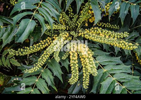 Haufen von gelb blühenden Mahonia-Blüten und stacheligen immergrünen Blättern Stockfoto