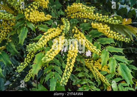 Haufen von gelb blühenden Mahonia-Blüten und stacheligen immergrünen Blättern Stockfoto