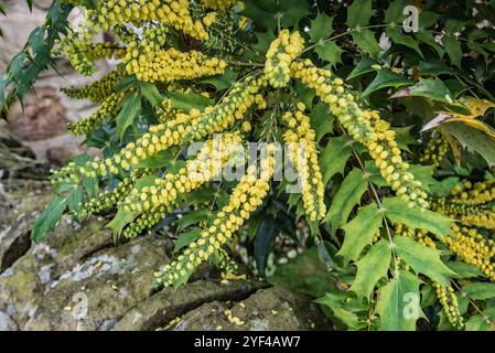 Haufen von gelb blühenden Mahonia-Blüten und stacheligen immergrünen Blättern Stockfoto