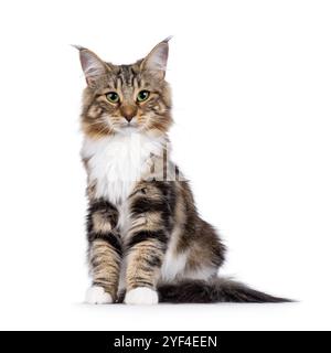 Süßes, schwarzes, tabbygeflecktes norwegisches Forestcat-Kätzchen, sitzend nach vorne gerichtet. Blick auf die Kamera mit faszinierenden grünen Augen. Isoliert auf weiß Stockfoto