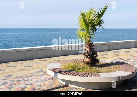 Eine kleine Palme, die in einem kreisförmigen Betontopf mit Holzlatten am oberen Rand gepflanzt wurde. Der Pflanztopf befindet sich auf einer gepflasterten Promenade mit Blick auf Stockfoto