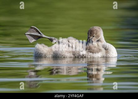 Stummschwan (Cygnus olor) Jungvogel schwimmt auf einem Teich, ein Bein aus dem Wasser in Ruhestellung, Thüringen, Deutschland, Europa Stockfoto