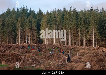 29. Oktober 2024, Sachsen-Anhalt, Elend: Freiwillige stehen auf einem Waldgebiet im Oberharz. Seit 2023 organisiert Gastronomie Rader Baumpflanzungen, um einen Beitrag zum Waldschutz im Harz zu leisten. Für die Aufforstung nutzt er fünf Euro aus jeder Nacht in seinen Hotels, um Laubbäume für den Harzer Zukunftswald bei den von ihm organisierten Pflanzenveranstaltungen zu Pflanzen. Foto: Matthias Bein/dpa Stockfoto