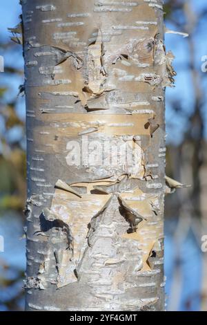 Fragment des Birkenbaums mit blättriger Birkenrinde auf Herbsthintergrund bei sonnigem Wetter. Naturbelassenes Umweltkonzept. Nahaufnahme der Birke p Stockfoto