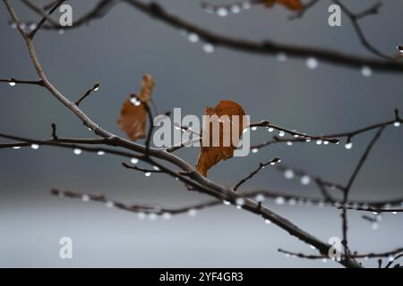 Nach einem Regen, Tropfen auf Ästen, Herbst, Deutschland, Europa Stockfoto