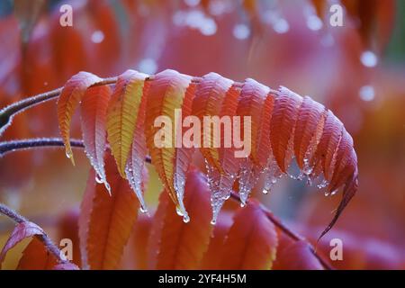 Essigbaum nach Regen im Herbst, Deutschland, Europa Stockfoto