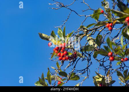 Frucht eines Weißbuchenbaums, auch Sorbus aria oder Mehlbeere genannt Stockfoto