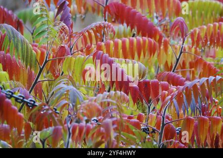 Essigbaum nach Regen im Herbst, Deutschland, Europa Stockfoto