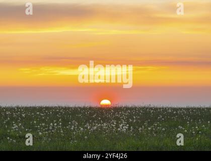 Wiese mit Fruchtständen des gewöhnlichen Löwenzahns (Taraxacum Sekt. Ruderalia), Löwenzahn, bei Sonnenaufgang, roter Himmel, Thüringen, Deutschland, Europa Stockfoto