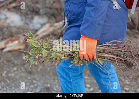 Elend, Deutschland. Oktober 2024. Freiwillige stehen auf einem Waldgebiet im Oberharz. Seit 2023 organisiert Gastronomie Rader Baumpflanzungen, um einen Beitrag zum Waldschutz im Harz zu leisten. Für die Aufforstung nutzt er fünf Euro aus jeder Nacht in seinen Hotels, um Laubbäume für den Harzer Zukunftswald bei den von ihm organisierten Pflanzenveranstaltungen zu Pflanzen. Quelle: Matthias Bein/dpa/Alamy Live News Stockfoto