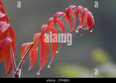 Essigbaum nach Regen im Herbst, Deutschland, Europa Stockfoto