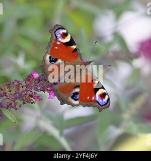 Pfauenfalter (Inachis io) saugt Nektar an Schmetterlingsstrauch (Buddleja davidii), in einer natürlichen Umgebung in freier Wildbahn, Nahaufnahme, Tierwelt, Insekten Stockfoto