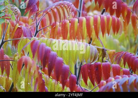 Essigbaum nach Regen im Herbst, Deutschland, Europa Stockfoto