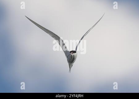 Arktische Seeschwalbe (Sterna paradisaea) mit Sandaal im Schnabel, im Flug beim Fischen über dem Meer, Island, Europa Stockfoto