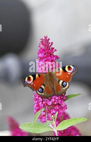 Pfauenfalter (Inachis io) saugt Nektar an Schmetterlingsstrauch (Buddleja davidii), in einer natürlichen Umgebung in freier Wildbahn, Nahaufnahme, Tierwelt, Insekten Stockfoto