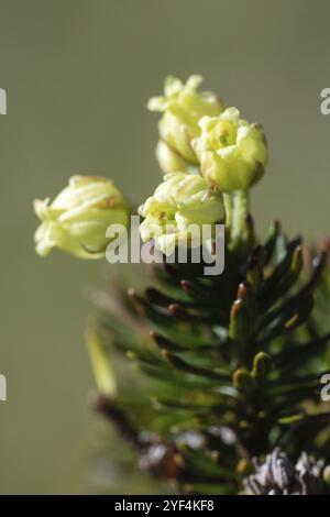 Nahaufnahme des wachsenden sibirischen Wacholders (Juniperus sibirica Burgsd), gelbe Blüten der medizinischen immergrünen Nadelpflanze am sonnigen Tag. Wildflora Stockfoto