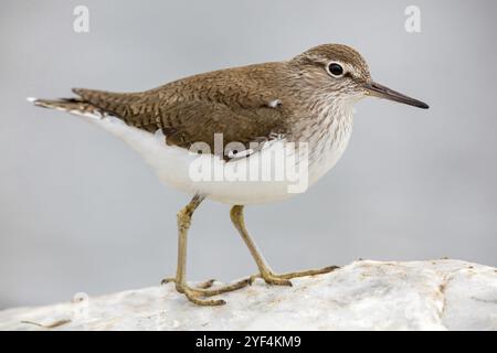 Sandpiper, Sandpiper (Actitis hypoleuco), Biotope, Habitat, Nahrungssuche, Lesbos, Griechenland, Europa Stockfoto