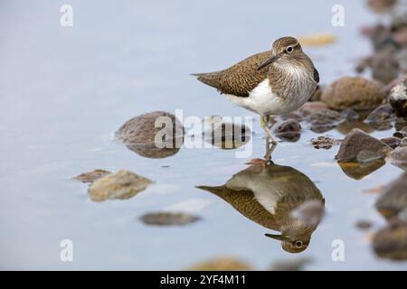 Sandpiper, Sandpiper (Actitis hypoleuco), Biotope, Habitat, Nahrungssuche, Lesbos, Griechenland, Europa Stockfoto