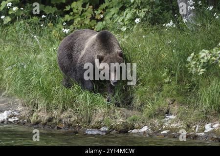 Tierwelt der Halbinsel Kamtschatka: Großer hungriger Kamtschatka-Braunbär in natürlicher Umgebung spaziert auf der Suche nach Nahrung auf einem Wildtierpfad entlang des Flusses Stockfoto