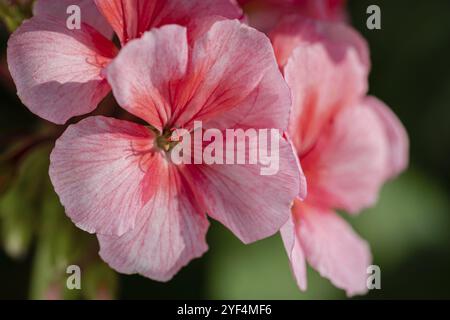 Rosa Farbe der Blütenblätter Pelargonium zonale Willd. Makrofotografie schöne Blütenblätter, wodurch ein angenehmes Gefühl von Anzeigen von Fotos. Selektive, Stockfoto